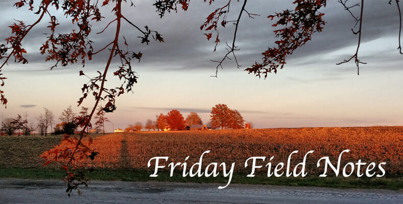 Friday Field Notes