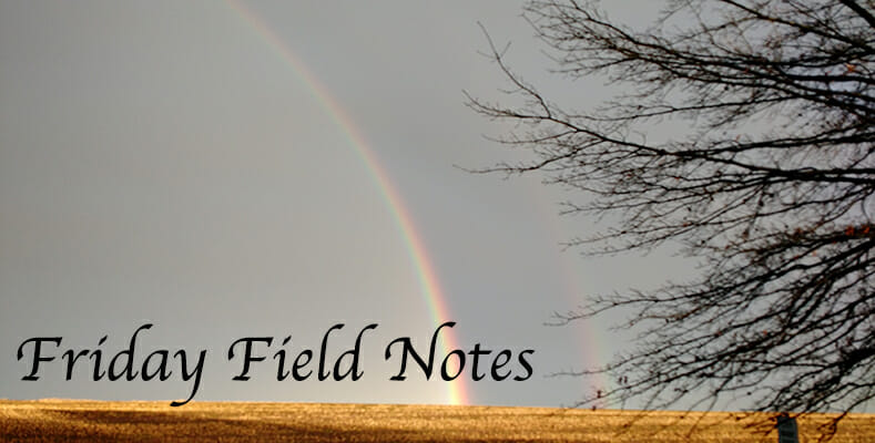 Friday Field Notes