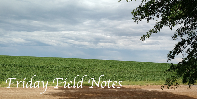 Friday Field Notes